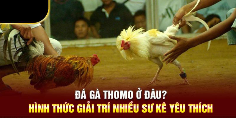 Khái niệm về Gà danh Thomo